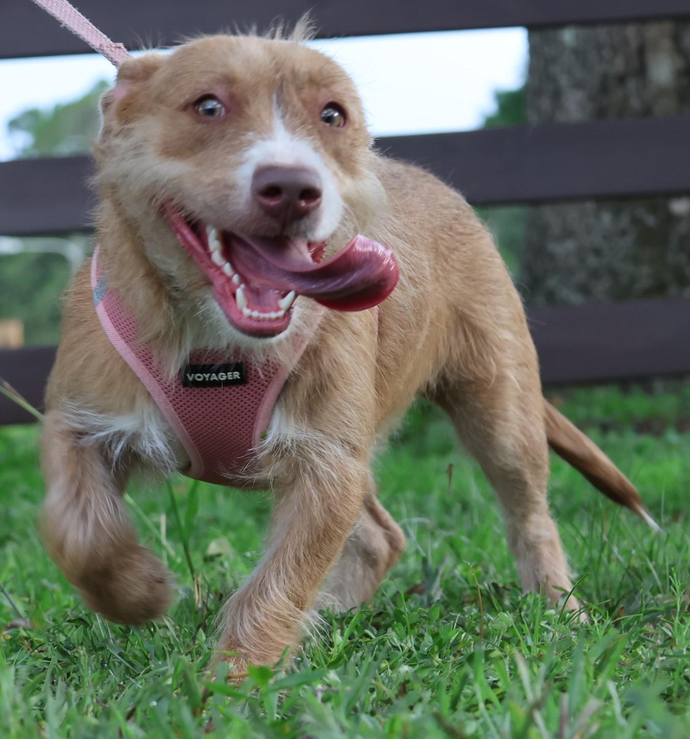 Smurf, a ADOPTABLE mixed breed in Brooksville, FL image 3/6