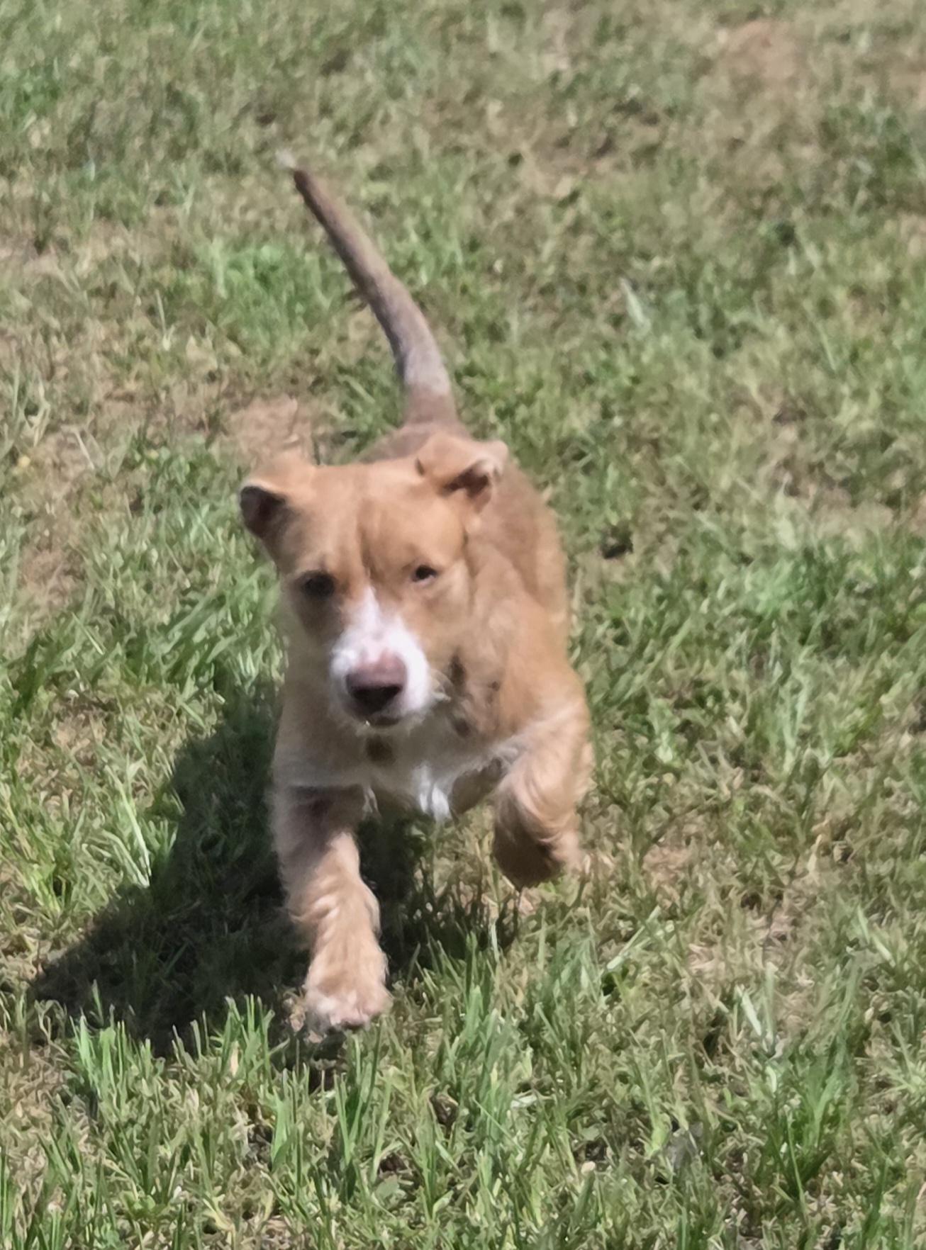 Smurf, a ADOPTABLE mixed breed in Brooksville, FL image 6/6
