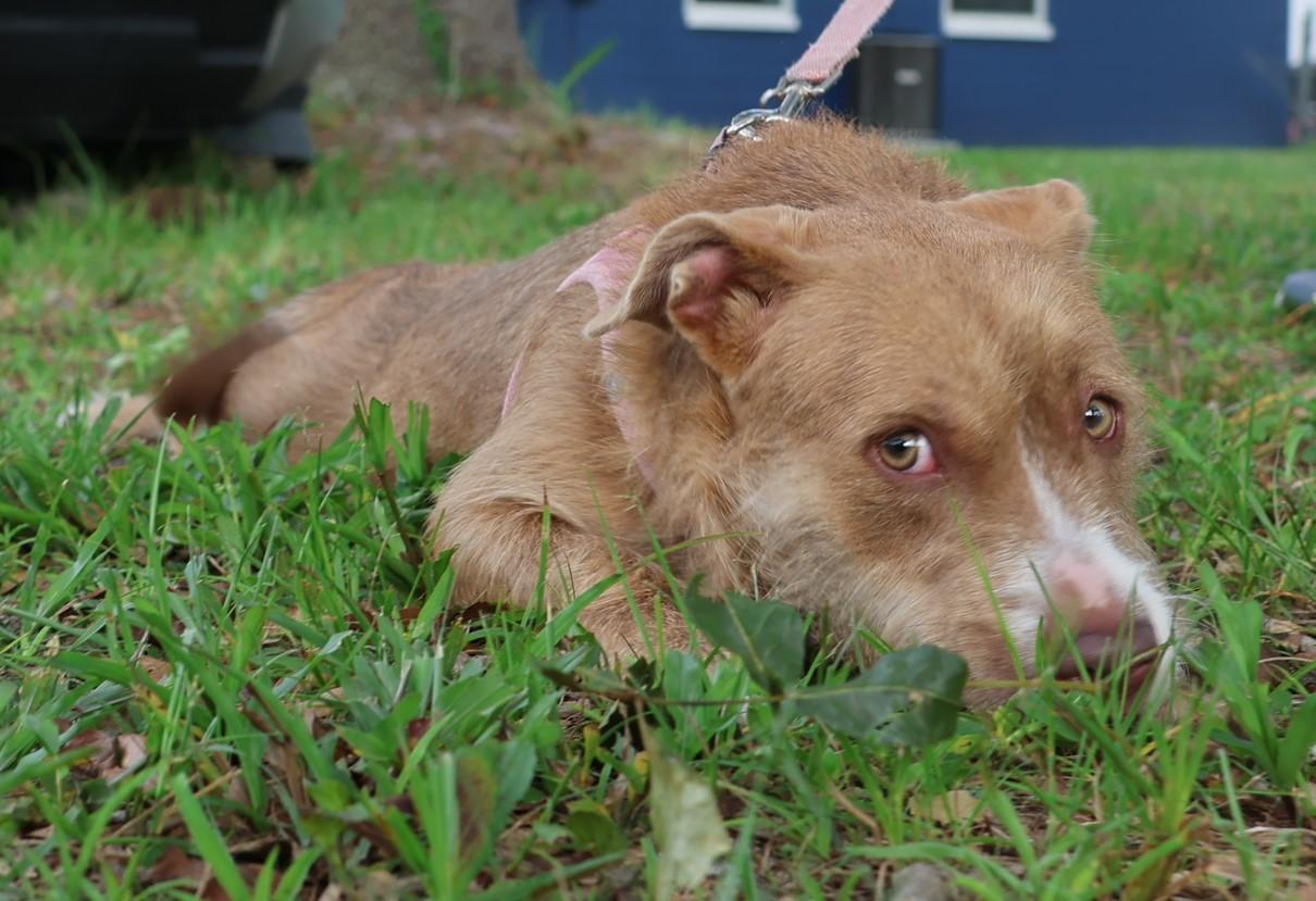 Smurf, a ADOPTABLE mixed breed in Brooksville, FL image 4/6