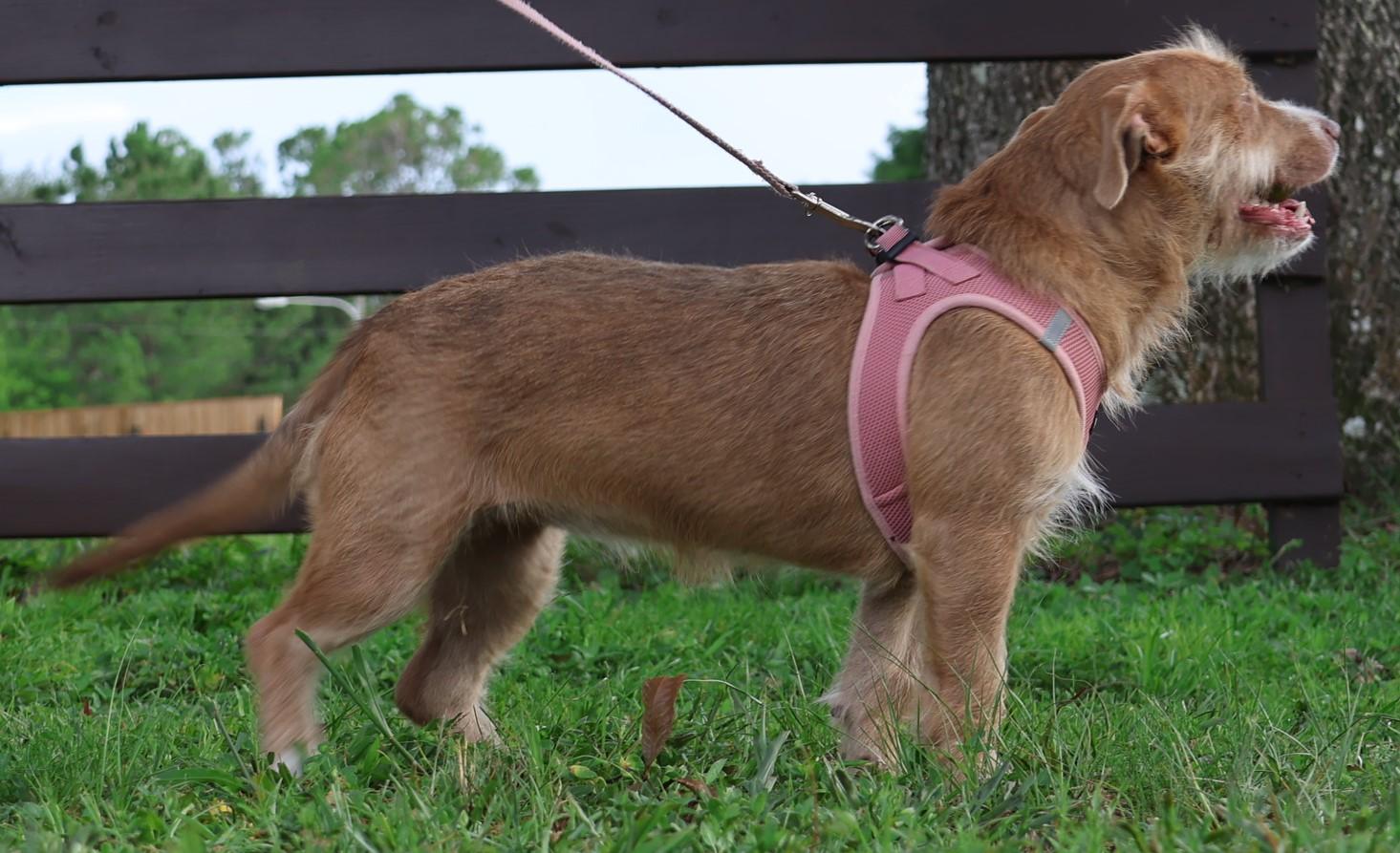 Smurf, a ADOPTABLE mixed breed in Brooksville, FL image 2/6