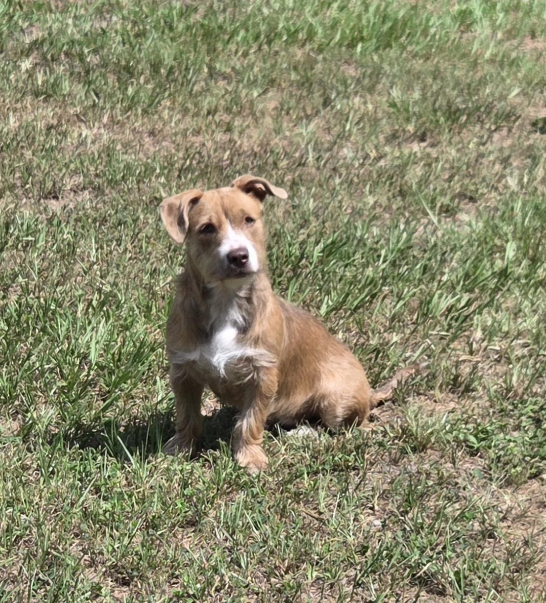 Smurf, a ADOPTABLE mixed breed in Brooksville, FL image 5/6