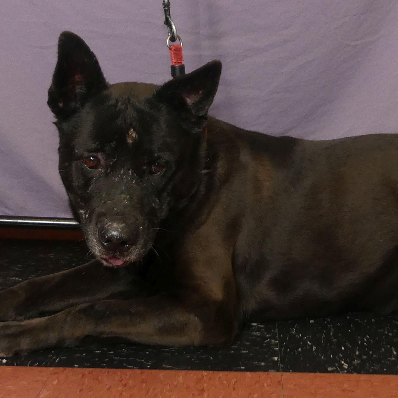 KIMBER, a Adoptable mixed breed in Ukiah, CA image 1/6