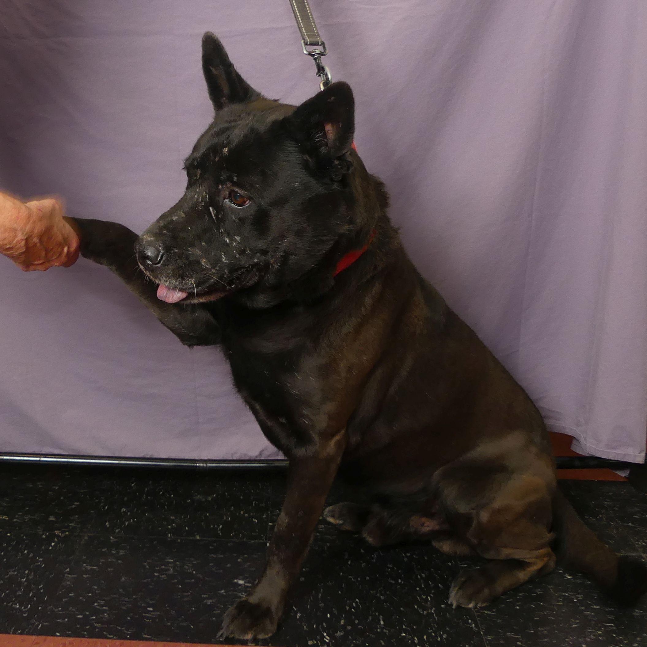 KIMBER, a Adoptable mixed breed in Ukiah, CA image 2/6