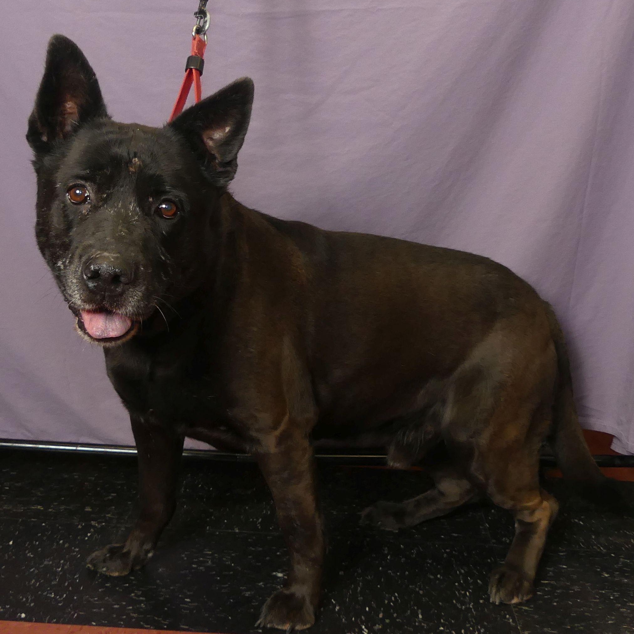 KIMBER, a Adoptable mixed breed in Ukiah, CA image 3/6