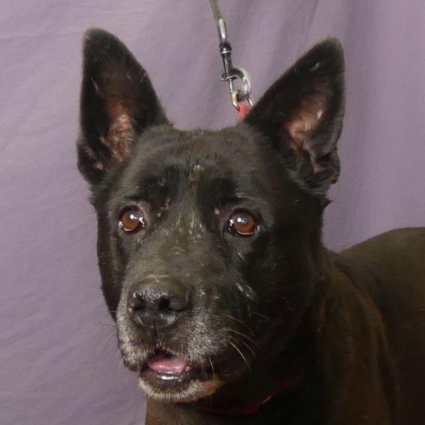 KIMBER, a Adoptable mixed breed in Ukiah, CA image 4/6