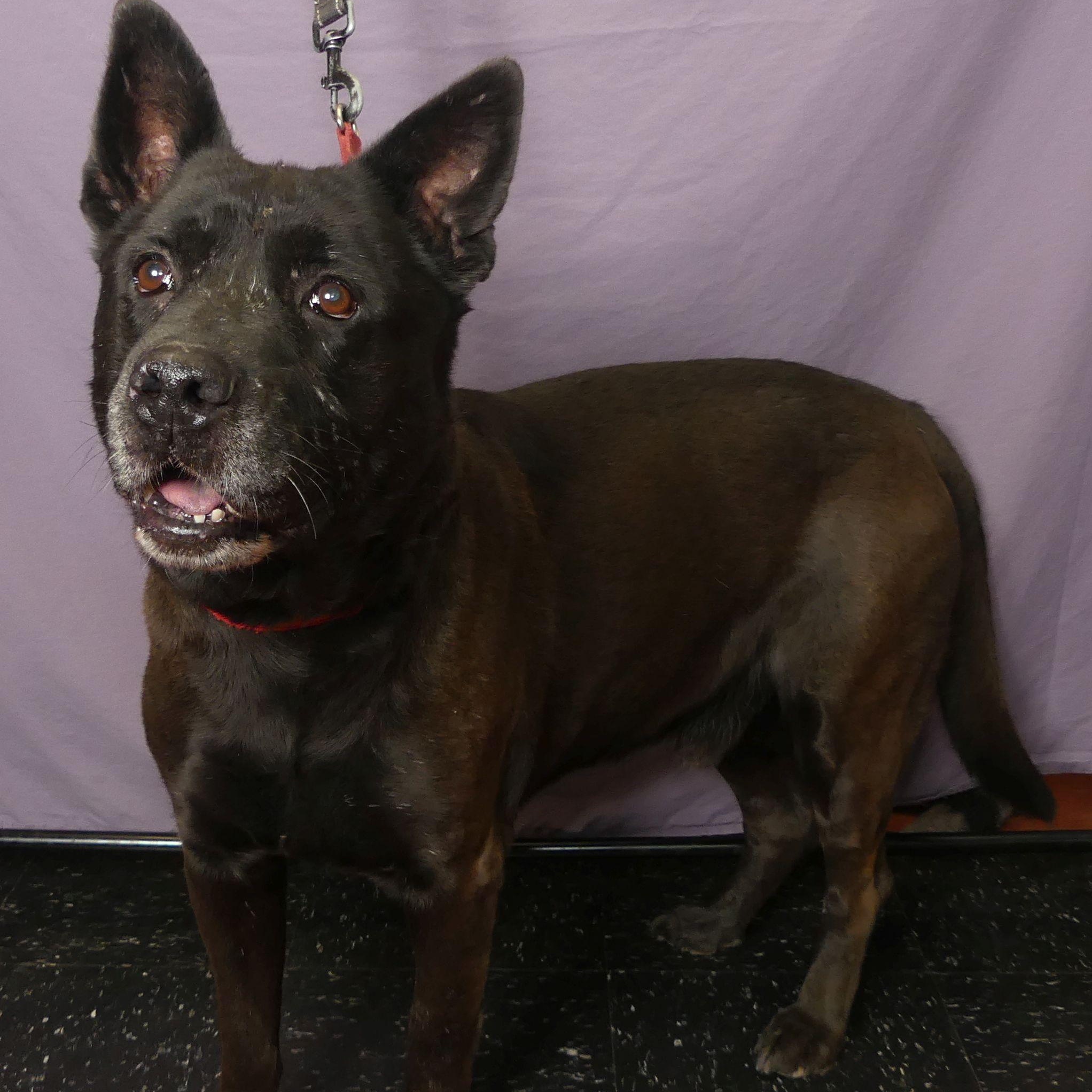 KIMBER, a Adoptable mixed breed in Ukiah, CA image 5/6
