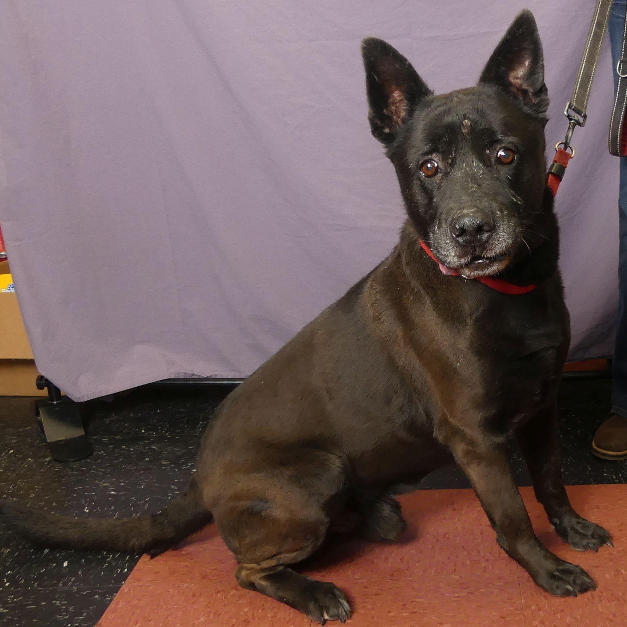 KIMBER, a Adoptable mixed breed in Ukiah, CA image 6/6