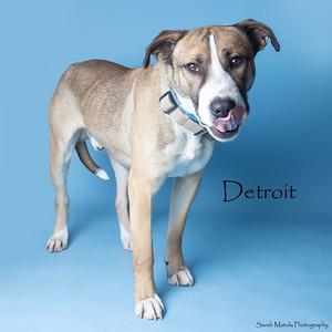 Enlarge Detroit, a Adoptable mixed breed in Ruidoso, NM image 1/2
