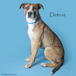 Enlarge Detroit, a Adoptable mixed breed in Ruidoso, NM image 2/2