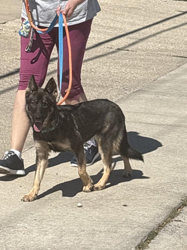 Sasha, Adoptable, Puppy Female German Shepherd Dog.