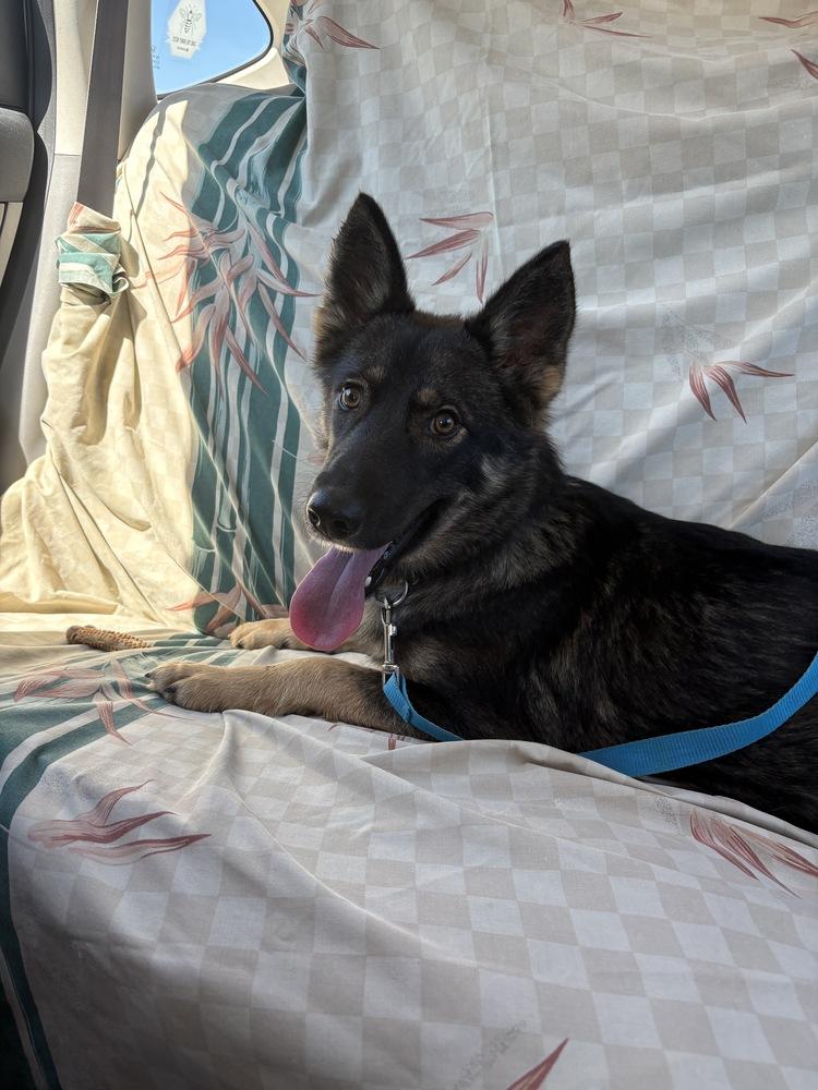 Enlarge Sasha, a Adoptable German Shepherd Dog in Suamico, WI image 2/3