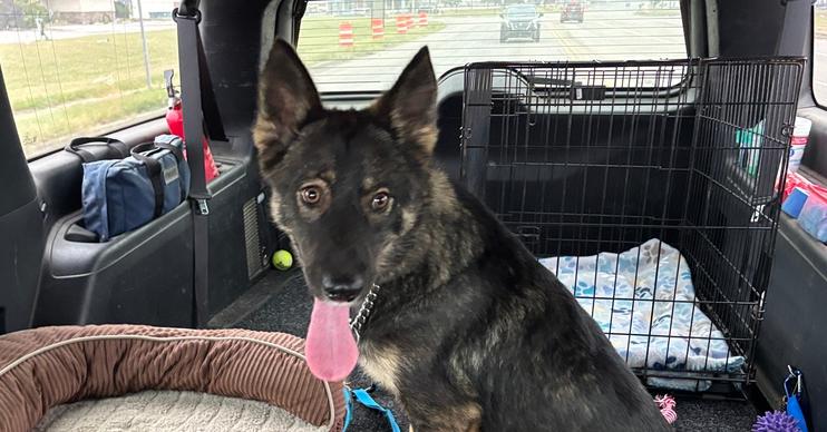 Enlarge Sasha, a Adoptable German Shepherd Dog in Suamico, WI image 3/3