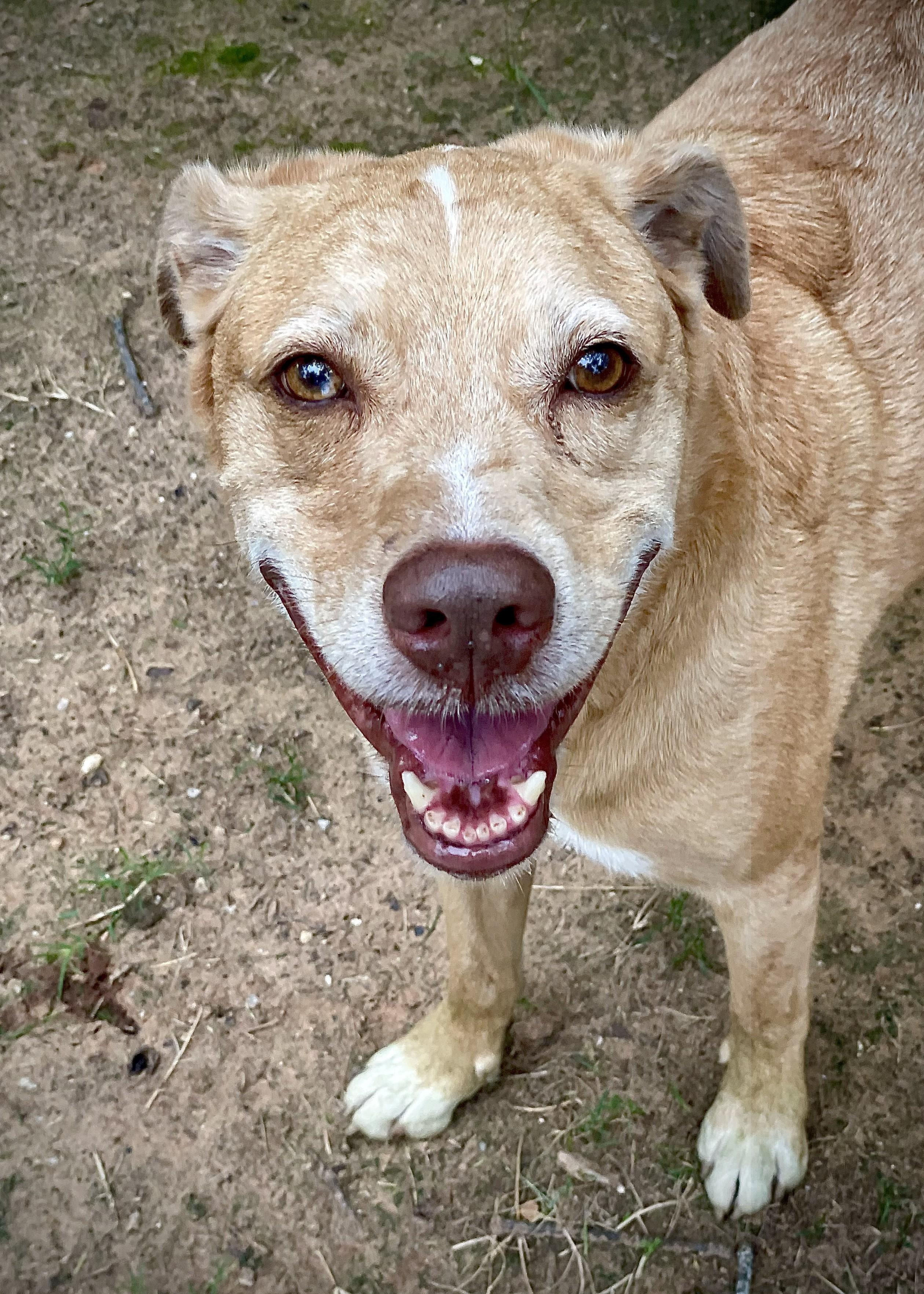 Enlarge Copper, an adopted mixed breed in Paradise, TX image 1/3