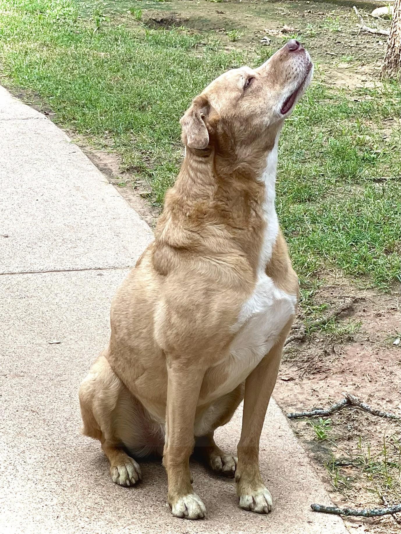 Enlarge Copper, an adopted mixed breed in Paradise, TX image 2/3