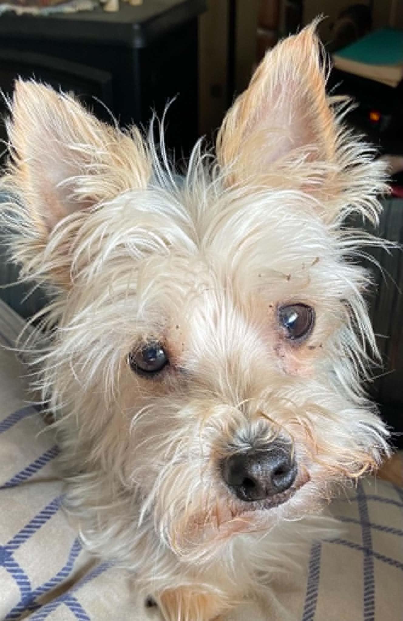 Oscar, an adopted mixed breed in Celina, OH image 3/6