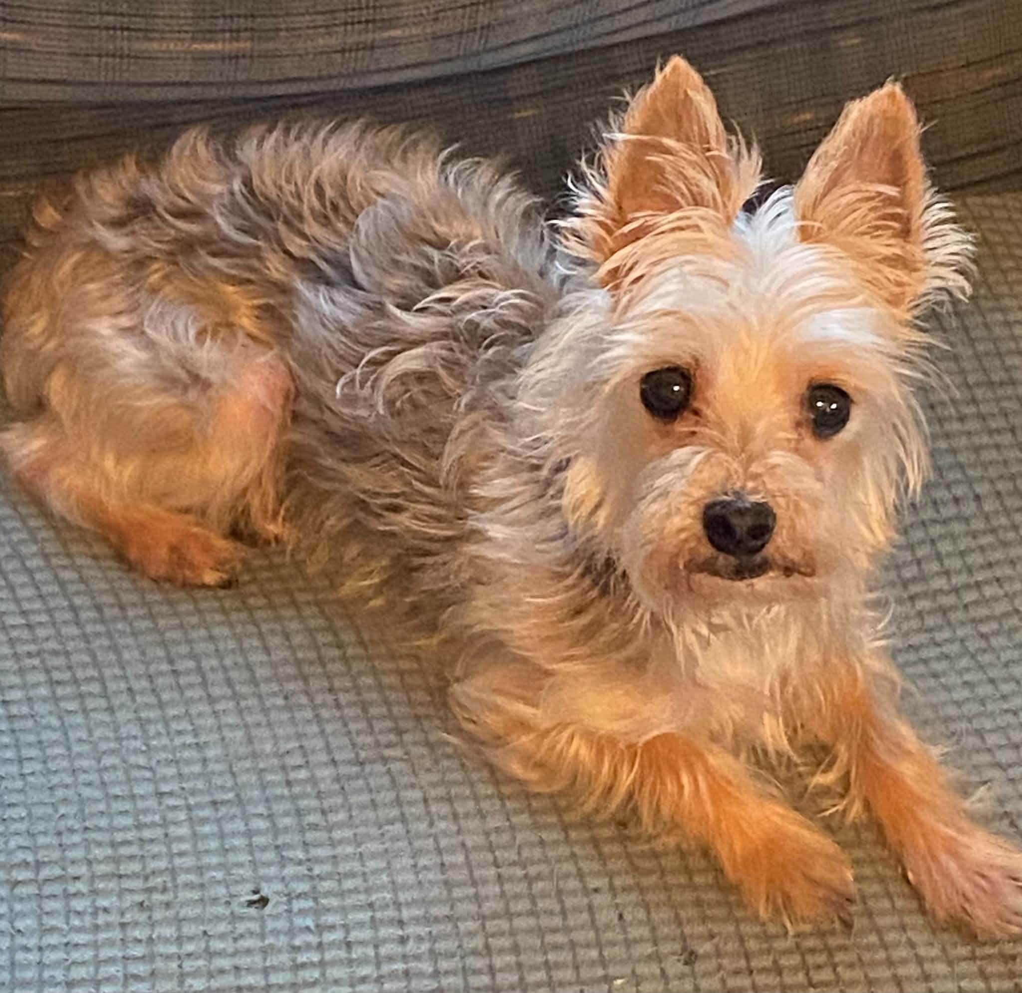 Oscar, an adopted mixed breed in Celina, OH image 6/6