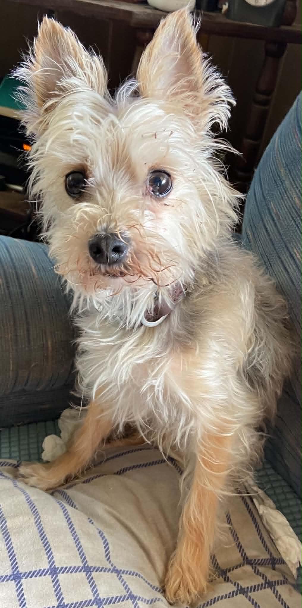 Oscar, an adopted mixed breed in Celina, OH image 4/6