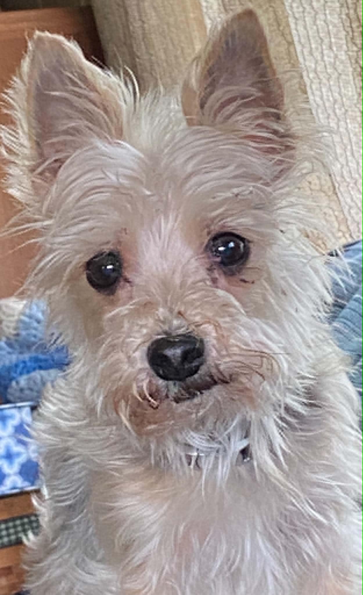 Oscar, an adopted mixed breed in Celina, OH image 2/6