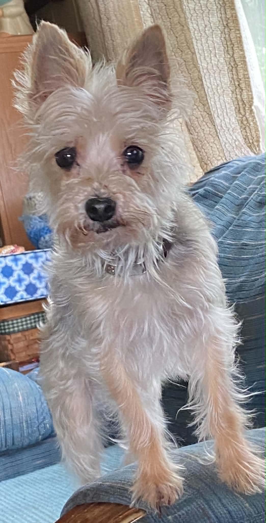 Oscar, an adopted mixed breed in Celina, OH image 5/6
