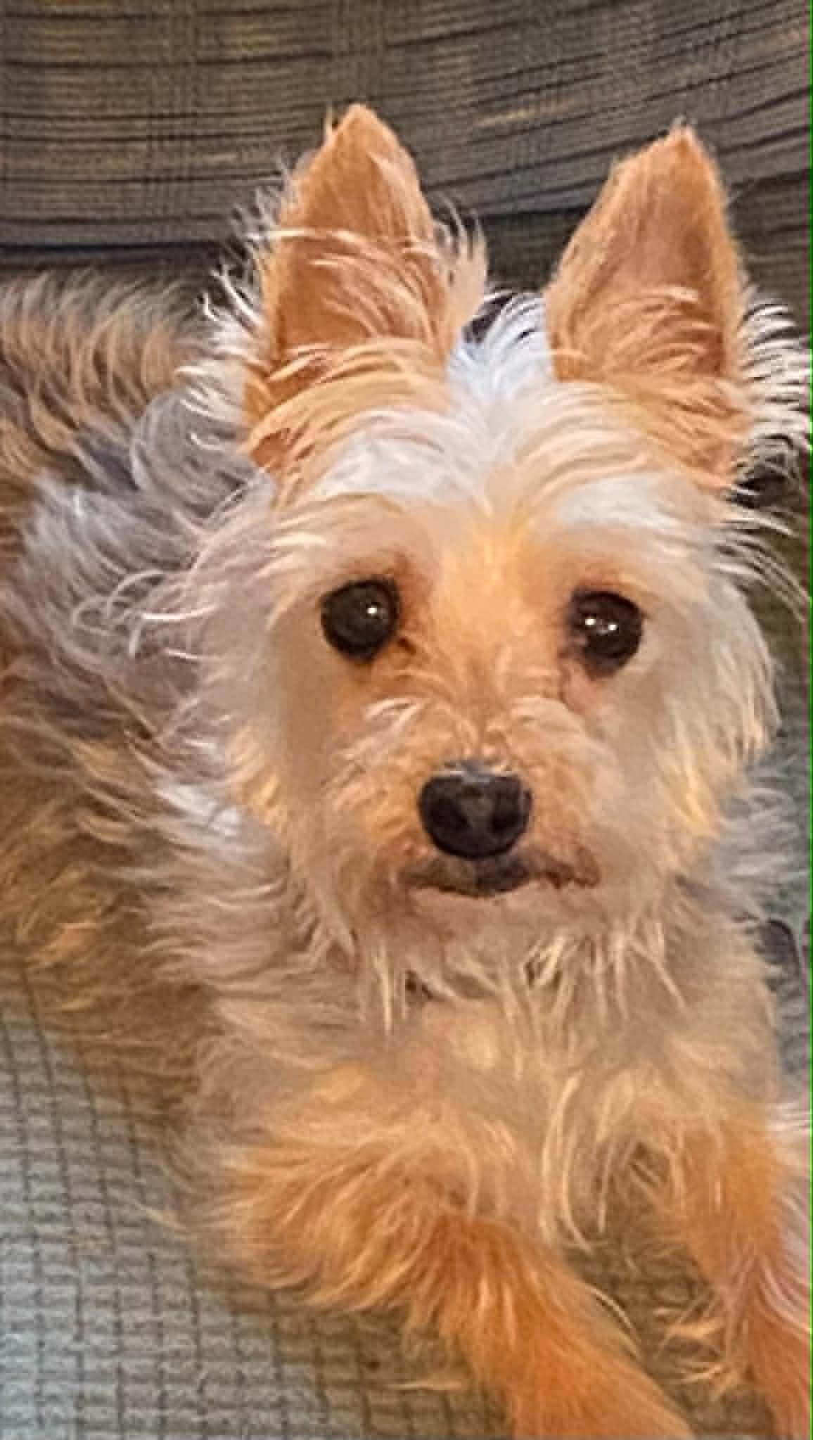 Oscar, adopted, Senior Male Yorkshire Terrier & Maltese.