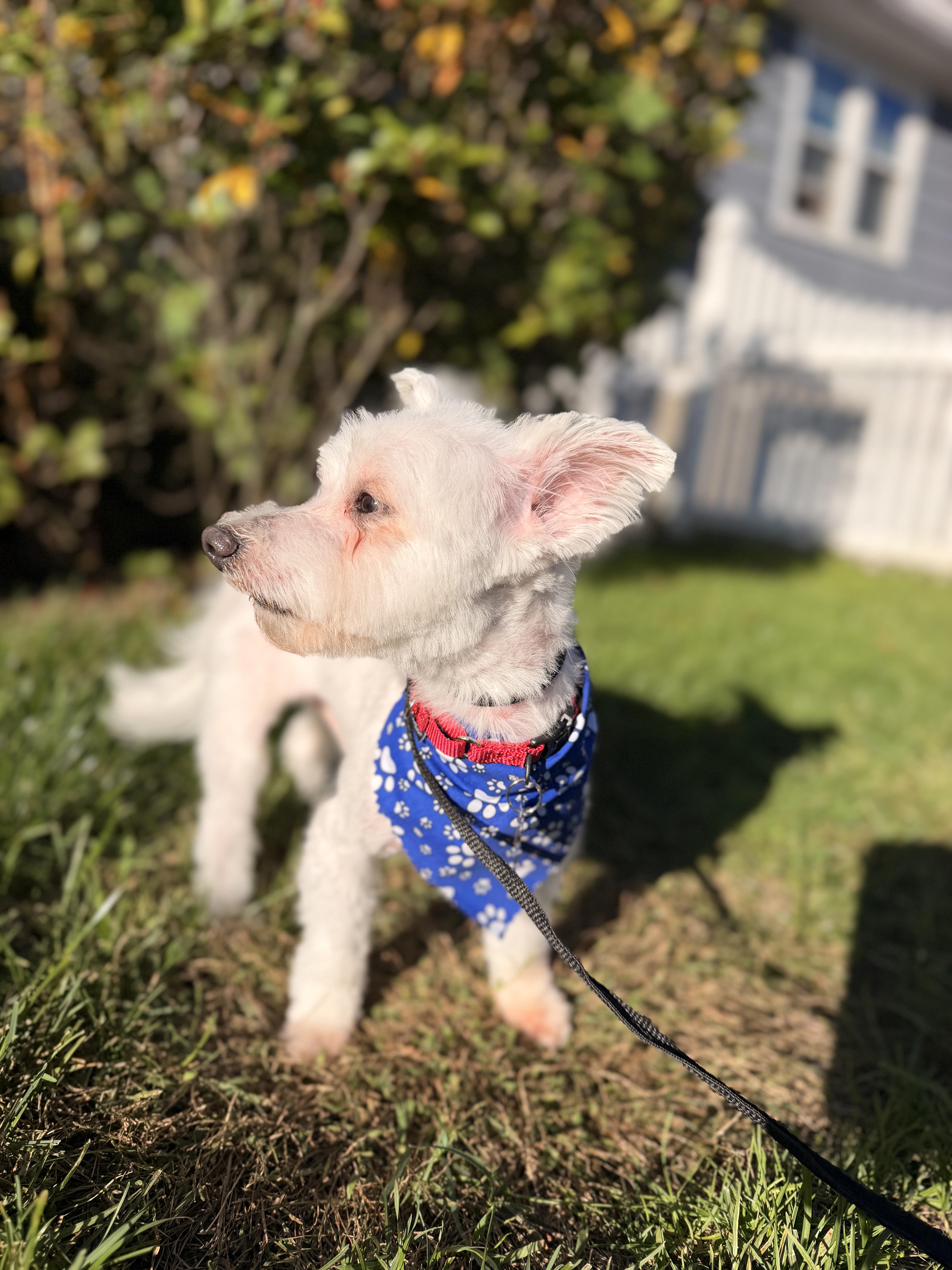 Enlarge Swiffer, a Adoptable Maltese in Thornwood, NY image 2/5