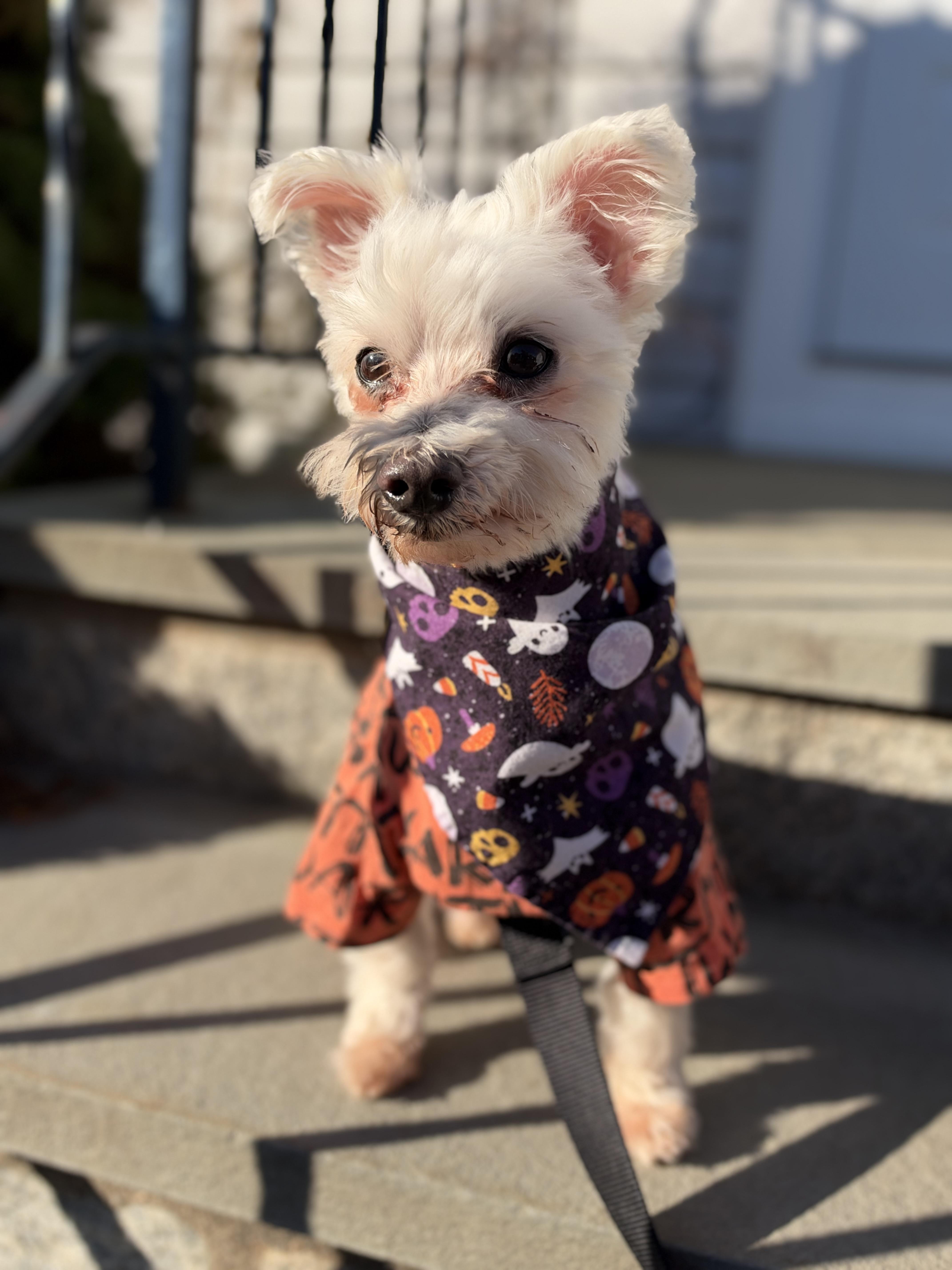 Swiffer, Adoptable, Adult Male Maltese.