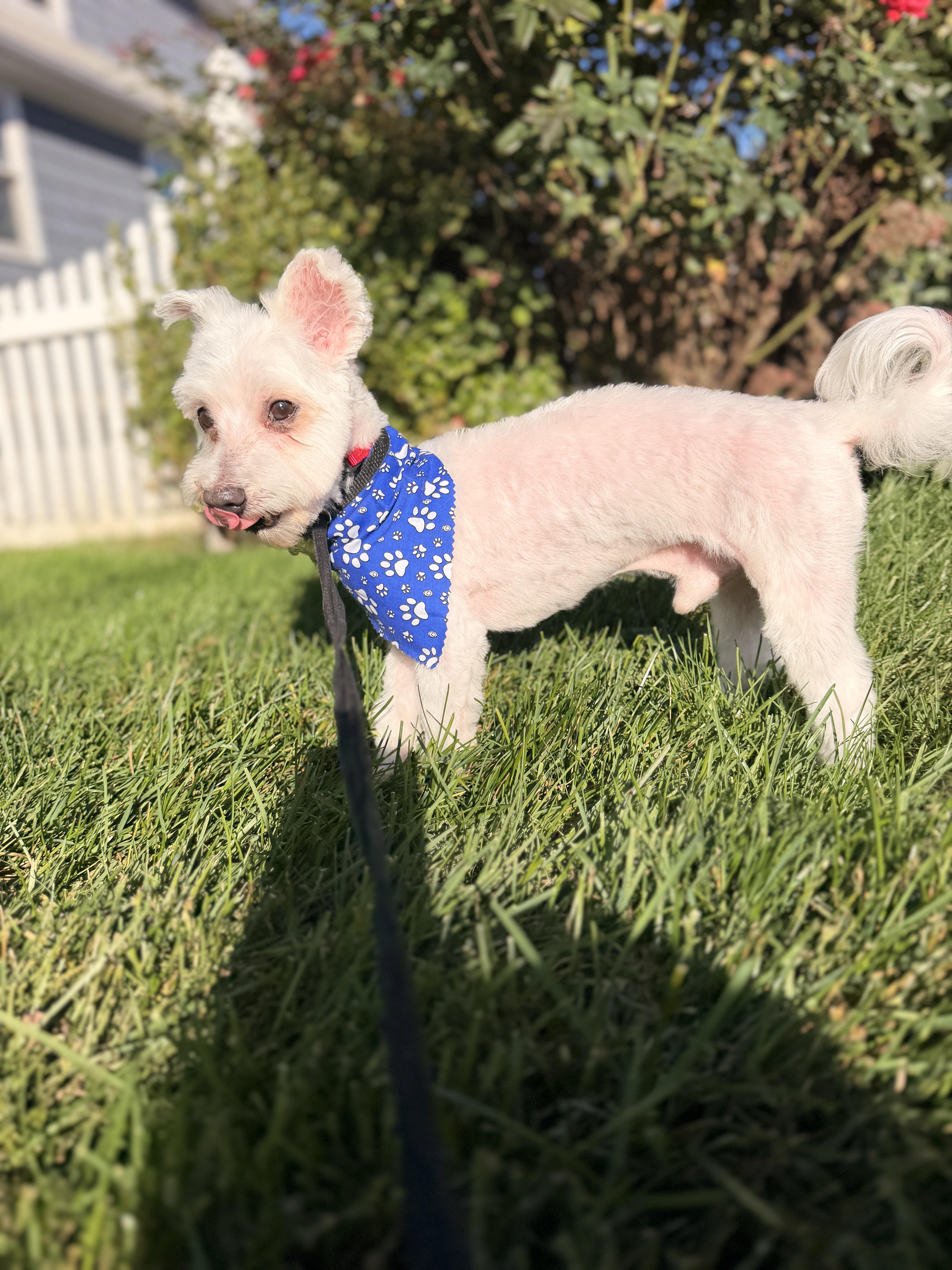Enlarge Swiffer, a Adoptable Maltese in Thornwood, NY image 4/5