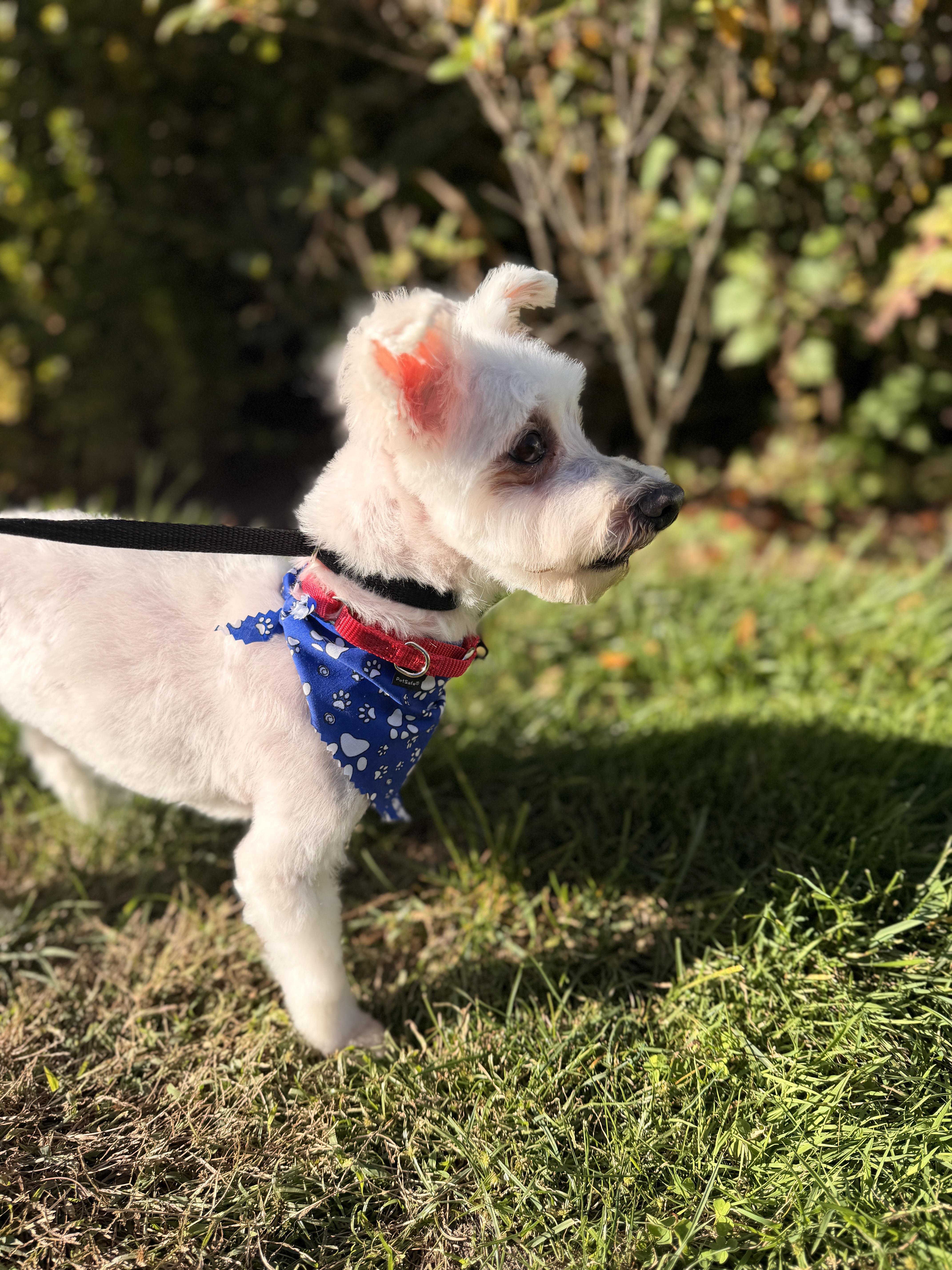 Swiffer, Adoptable, Adult Male Maltese.