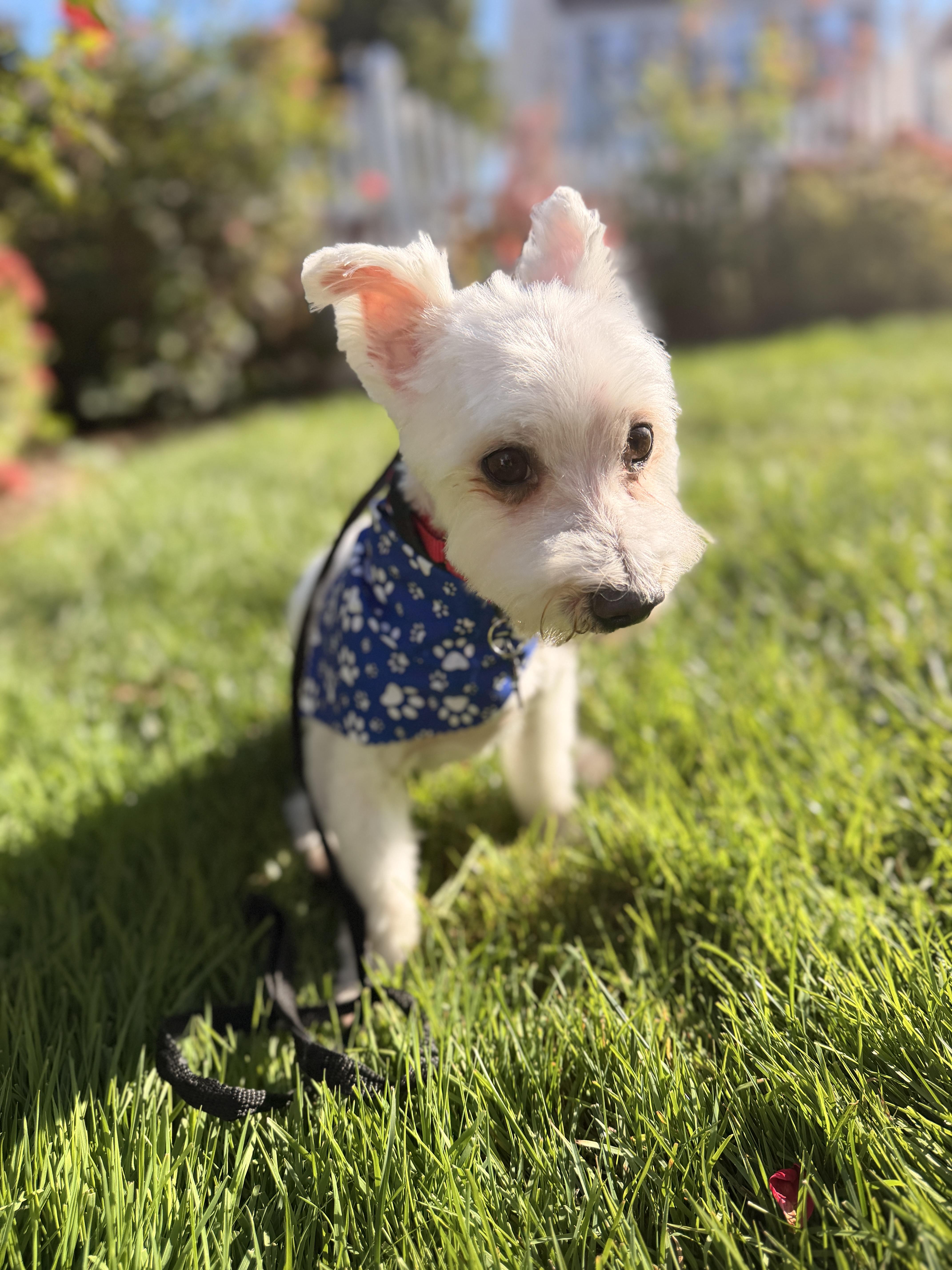 Enlarge Swiffer, a Adoptable Maltese in Thornwood, NY image 5/5