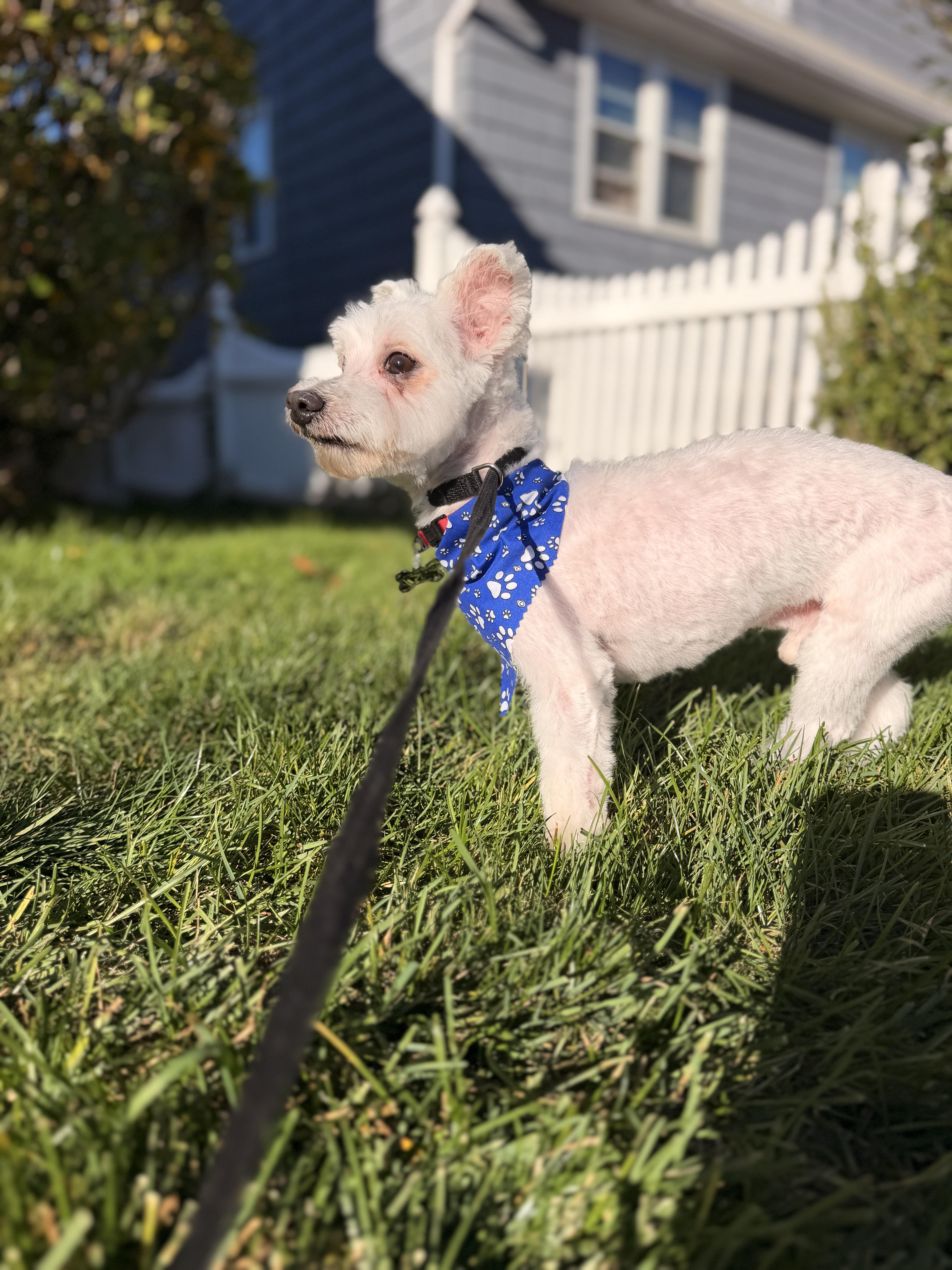Enlarge Swiffer, a Adoptable Maltese in Thornwood, NY image 3/5