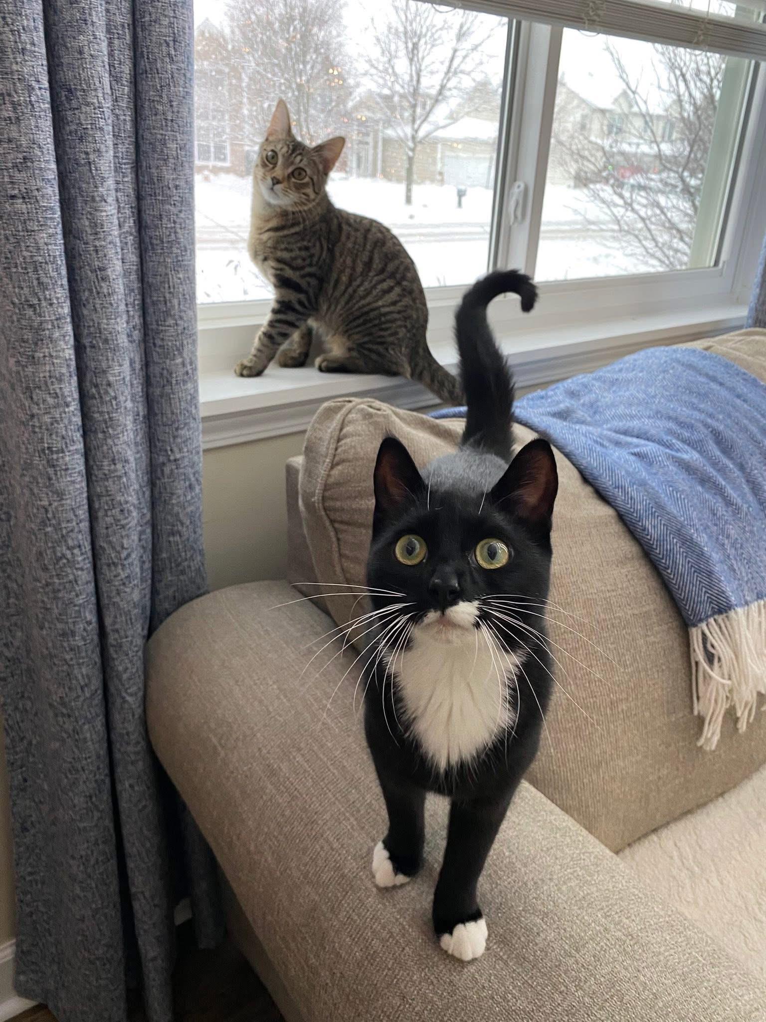 Enlarge Timber & Ukie (BONDED PAIR), a Adoptable mixed breed in Orland Park, IL image 1/6