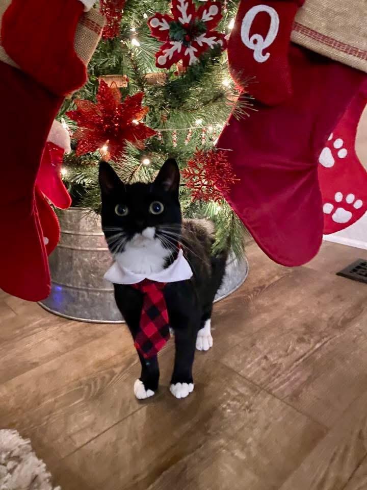 Enlarge Timber & Ukie (BONDED PAIR), a Adoptable mixed breed in Orland Park, IL image 2/6