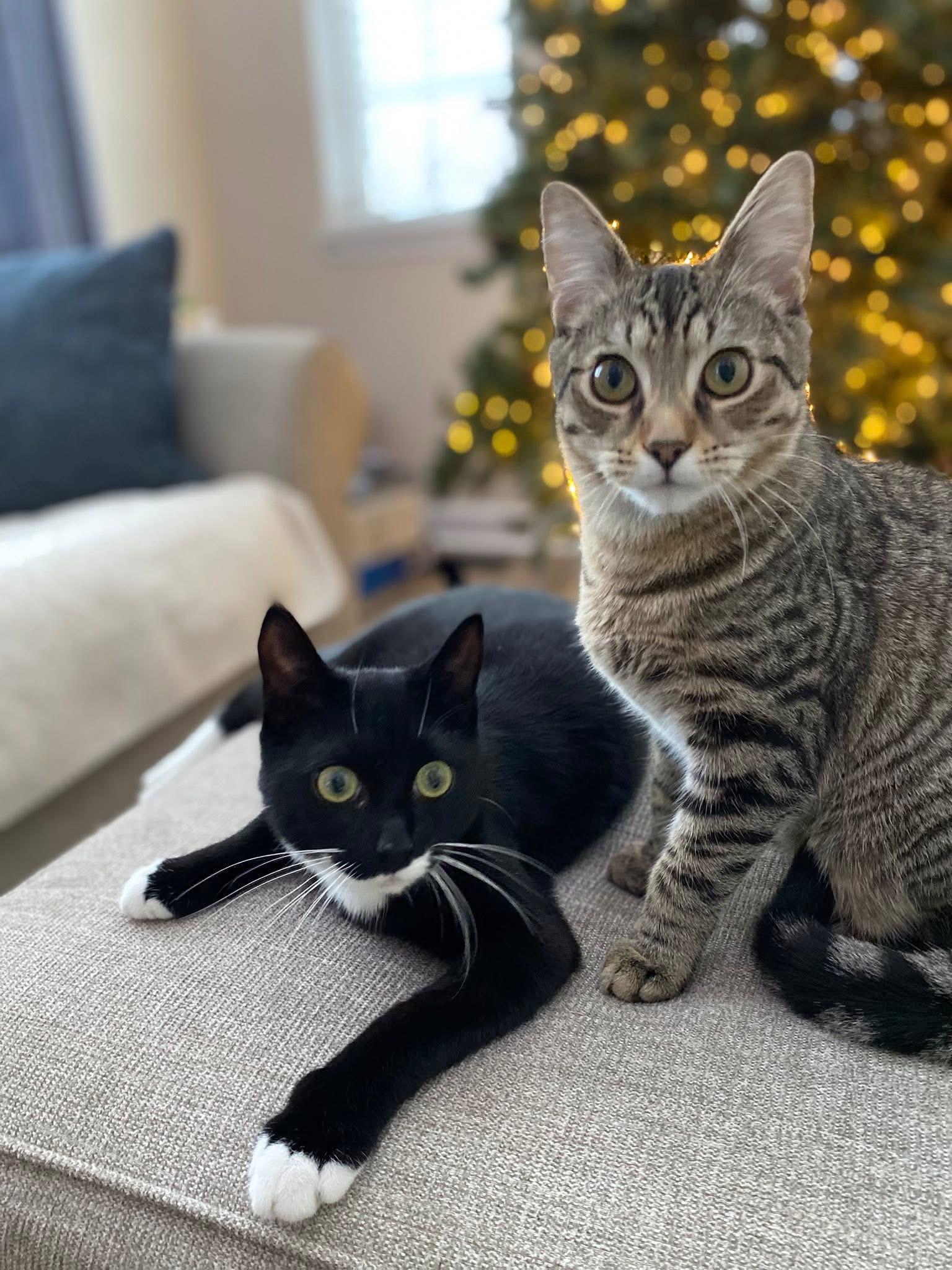 Enlarge Timber & Ukie (BONDED PAIR), a Adoptable mixed breed in Orland Park, IL image 3/6