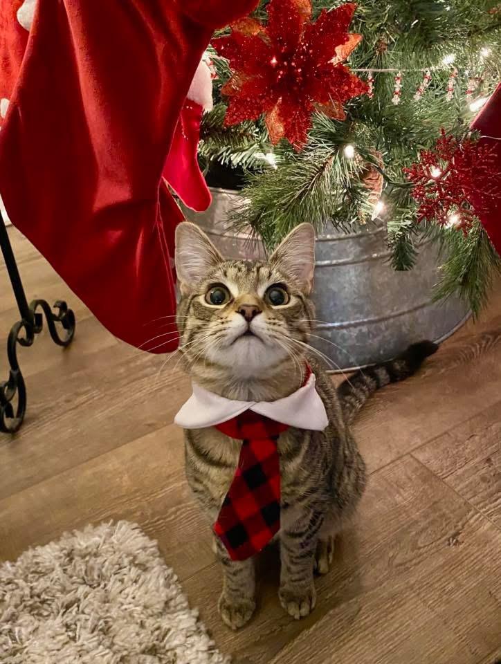 Enlarge Timber & Ukie (BONDED PAIR), a Adoptable mixed breed in Orland Park, IL image 4/6