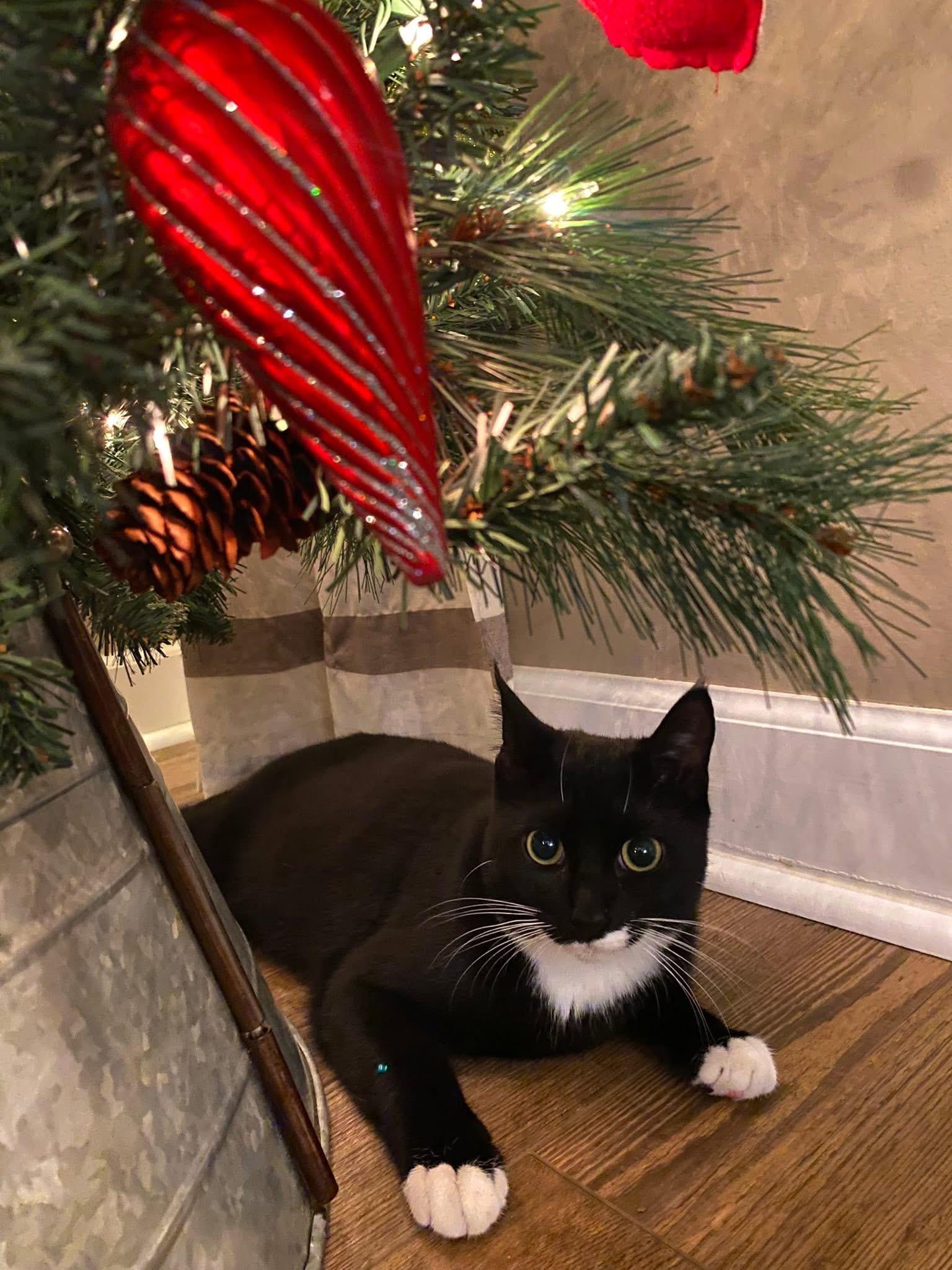 Enlarge Timber & Ukie (BONDED PAIR), a Adoptable mixed breed in Orland Park, IL image 5/6