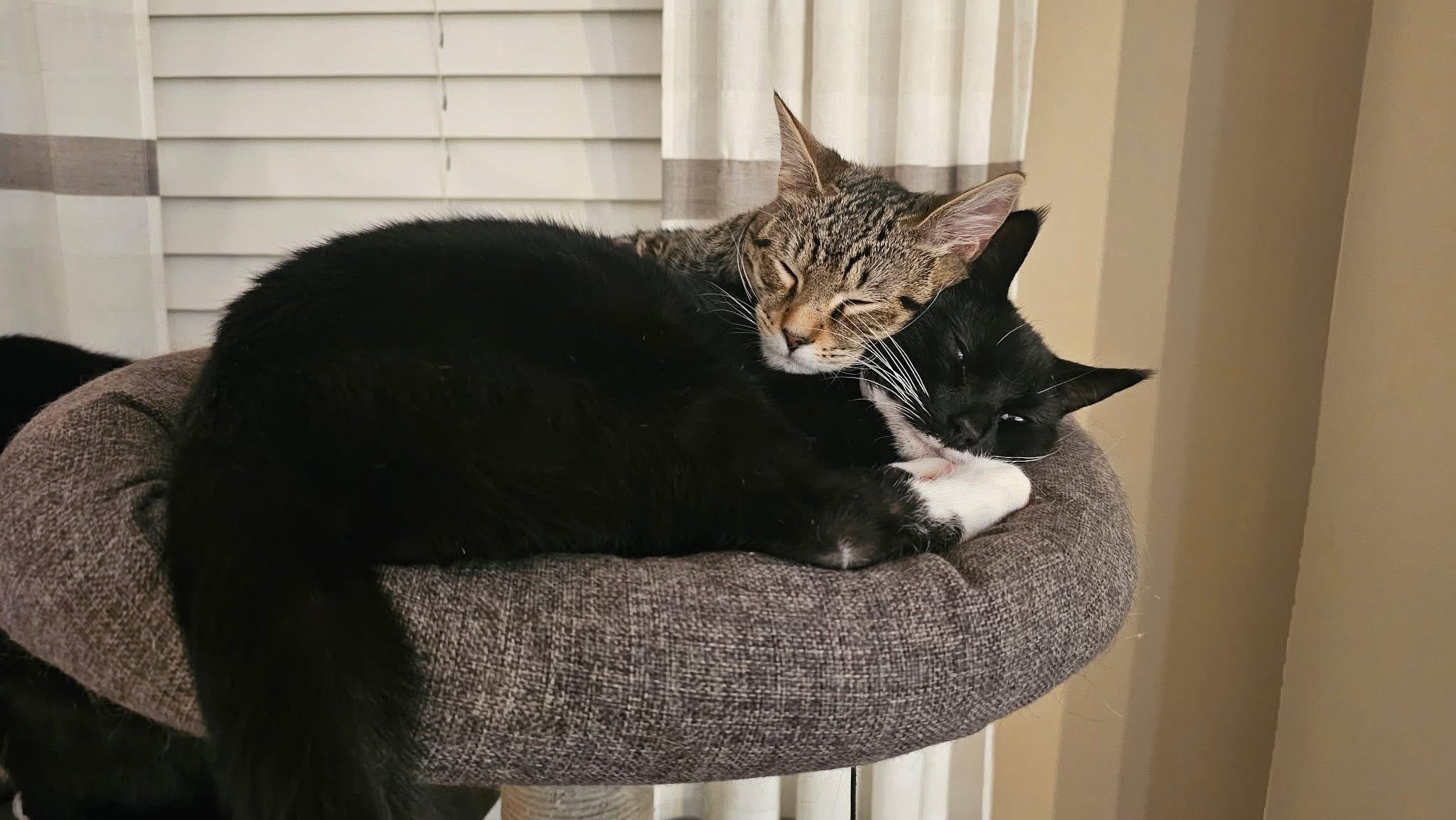 Enlarge Timber & Ukie (BONDED PAIR), a Adoptable mixed breed in Orland Park, IL image 6/6