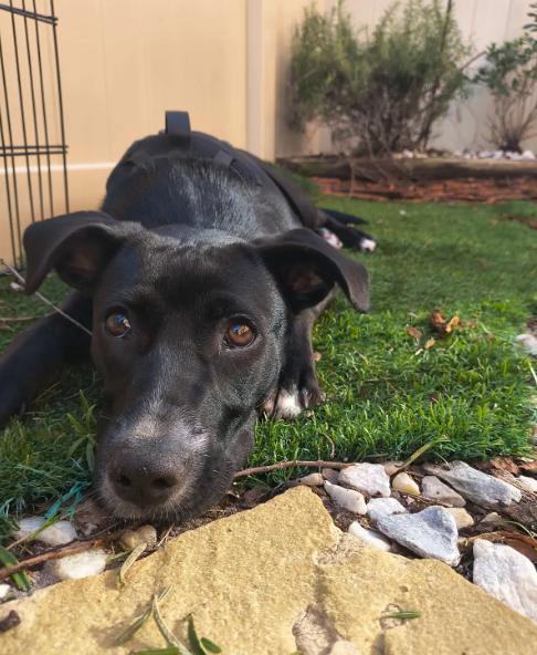 Enlarge Layla, a Adoptable mixed breed in Orlando, FL image 3/4