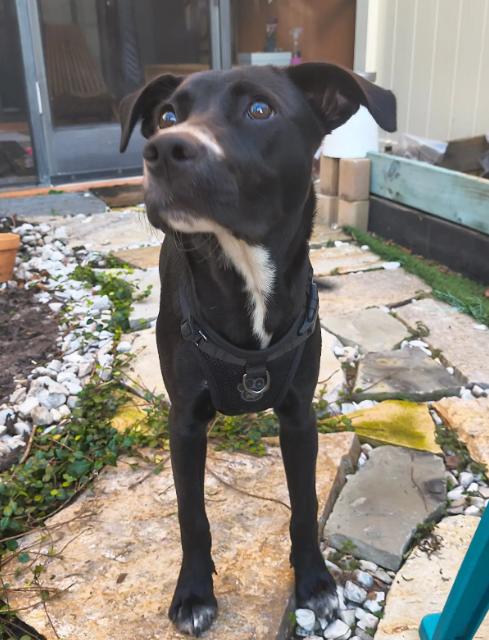 Enlarge Layla, a Adoptable mixed breed in Orlando, FL image 1/4