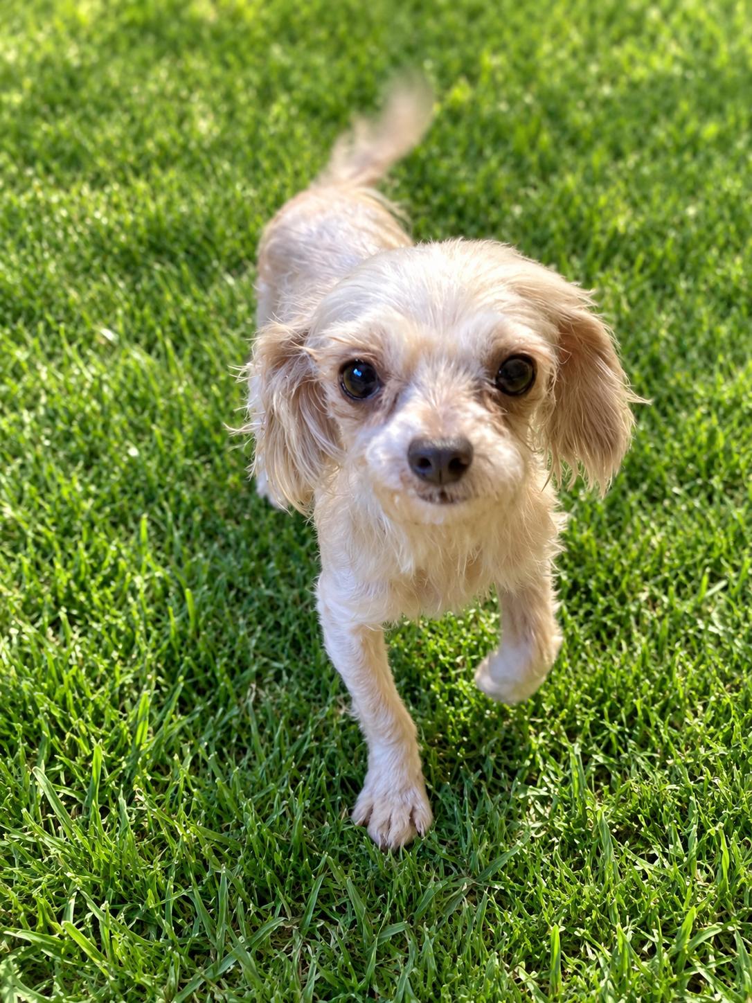 Ellie, Adoptable, Adult Female Maltese.
