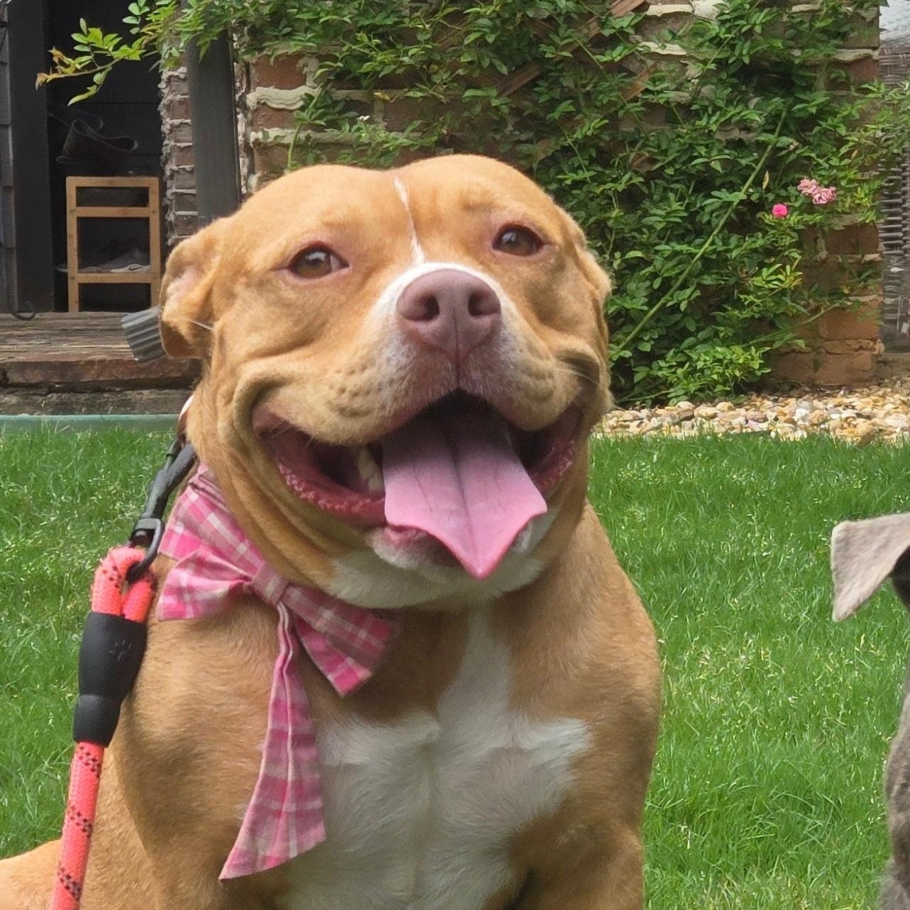 Darla, adopted, Adult Female American Bully & Bulldog.