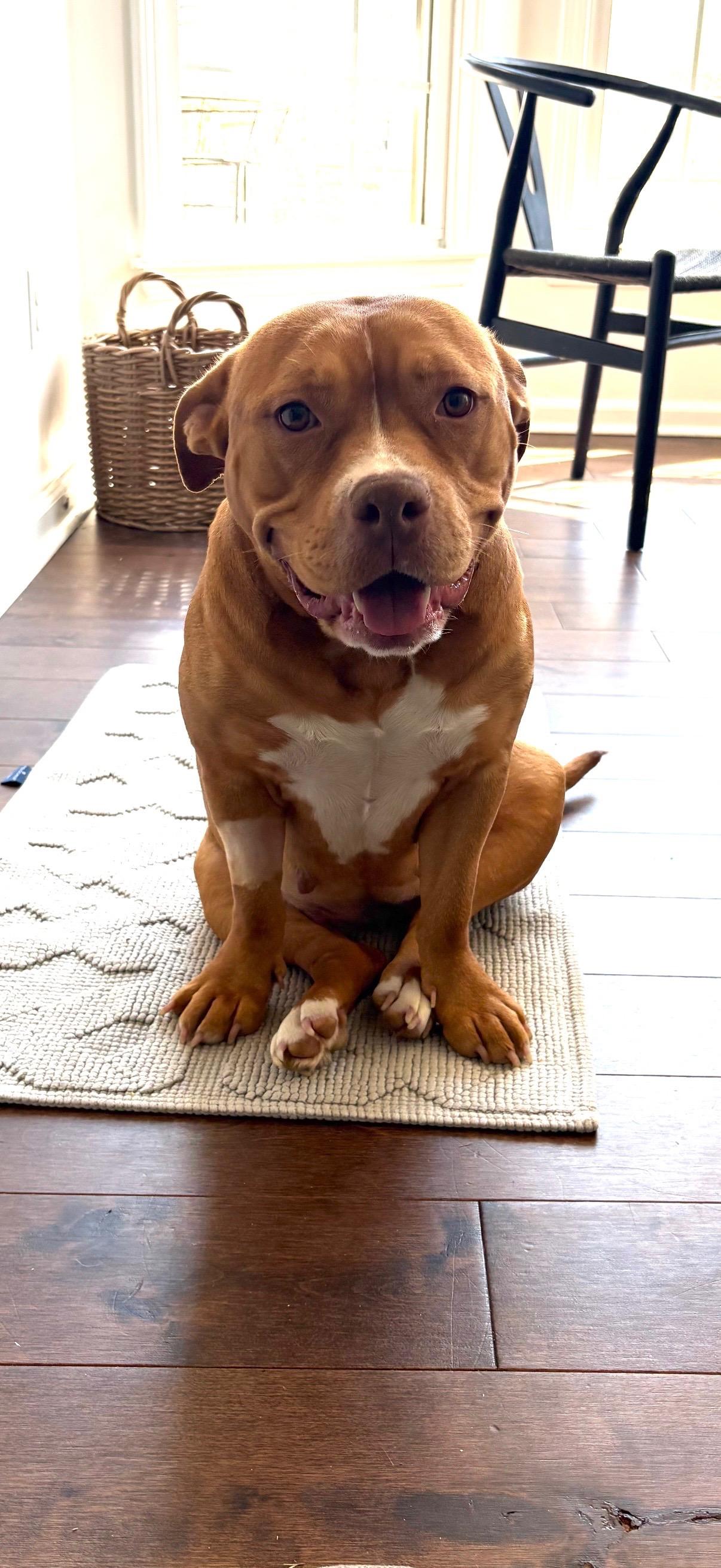 Darla, an adopted mixed breed in Roswell, GA image 2/3