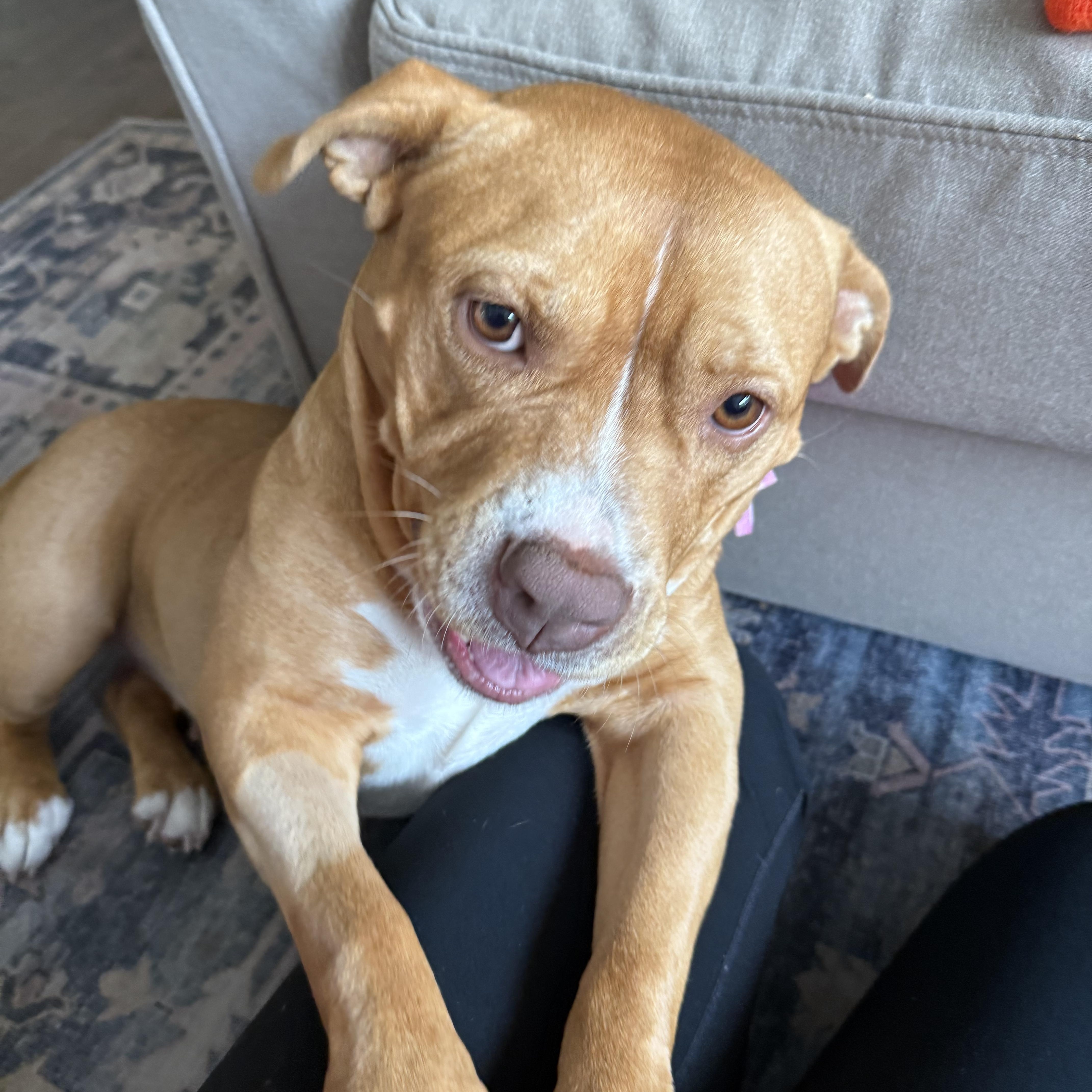 Darla, an adopted mixed breed in Roswell, GA image 3/3