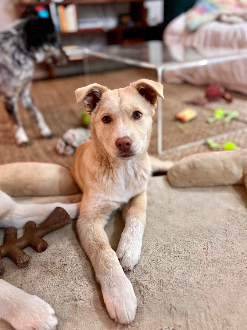Juniper, Adopted, Puppy Female Husky & German Shepherd Dog.
