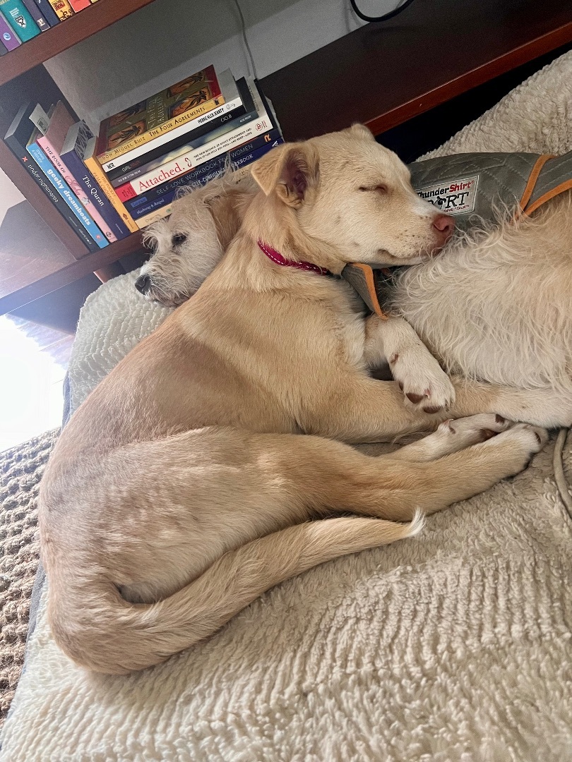 Enlarge Juniper, a Adopted mixed breed in Los Gatos, CA image 2/6