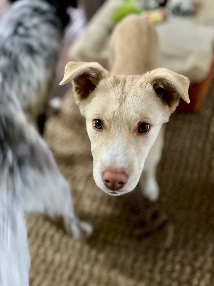 Enlarge Juniper, a Adopted mixed breed in Los Gatos, CA image 3/6