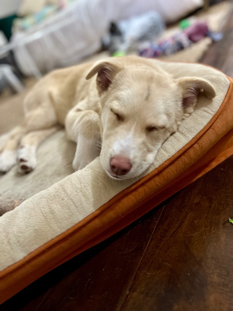 Enlarge Juniper, a Adopted mixed breed in Los Gatos, CA image 4/6