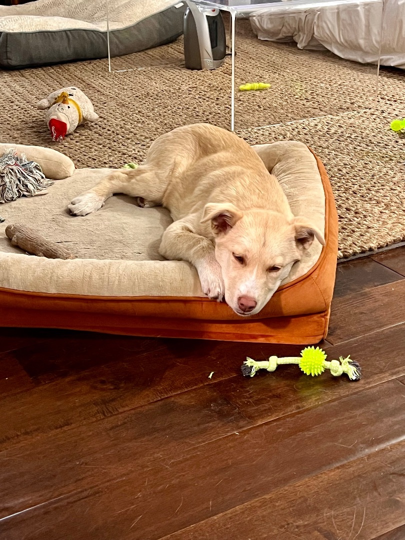 Enlarge Juniper, a Adopted mixed breed in Los Gatos, CA image 5/6