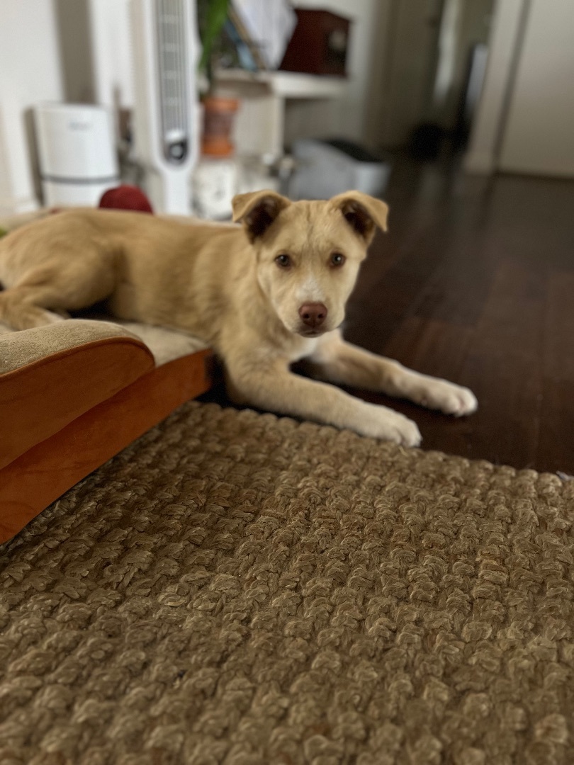 Enlarge Juniper, a Adopted mixed breed in Los Gatos, CA image 6/6