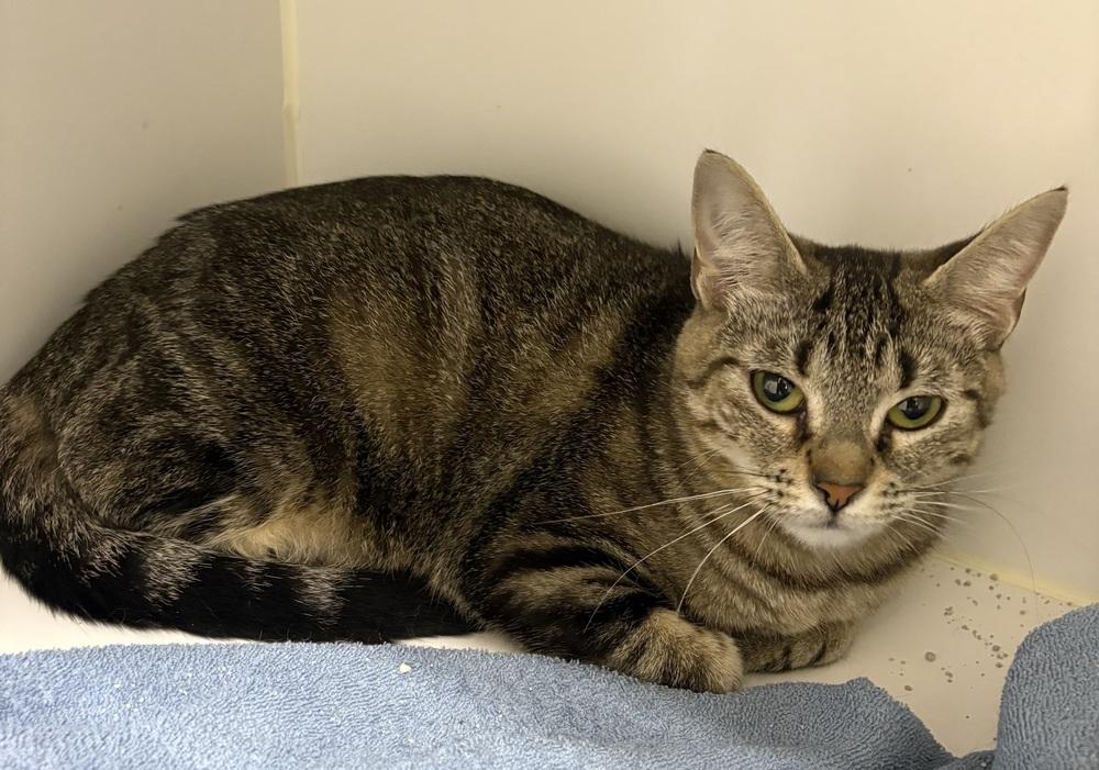 Magnolia, Adoptable, Adult Female Domestic Short Hair.