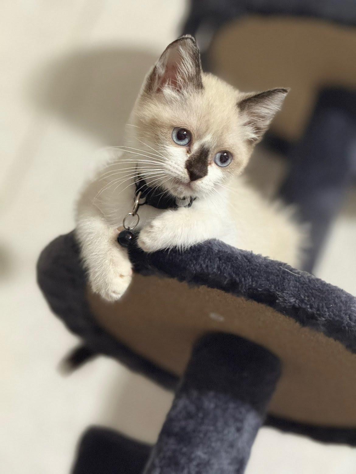 Haku, an adopted Siamese in Covington, LA image 1/3